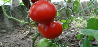 Kuvaus tomaattilajikkeesta North Queen, viljelyyn ja hoitoon liittyvät piirteet