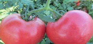 Opis odmiany pomidora Rosalisa, jej właściwości i uprawa
