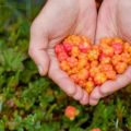 How to grow cloudberries from seeds at home, planting and care