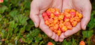 Evde tohumlardan cloudberries nasıl yetiştirilir, dikim ve bakım