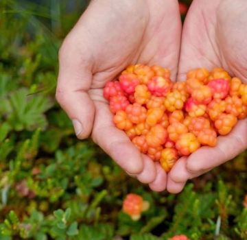 איך לגדל ענבים מענבים מזרעים בבית, נטיעה וטיפול