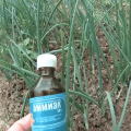 Hvordan ordentligt hældes løg med ammoniak fra skadedyr og til fodring?