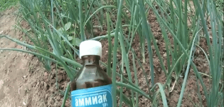 How to properly pour onions with ammonia from pests and for feeding?