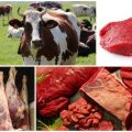 Tableau de rendement de la viande de bœuf nette moyenne en fonction du poids vif