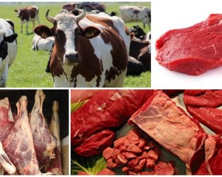 Tabla de rendimiento de carne de res neta promedio basada en peso vivo