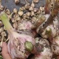 Description of the Siberian Giant garlic variety, features of cultivation and care