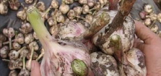 Περιγραφή της ποικιλίας σκόρδου Γίγαντας της Σιβηρίας, χαρακτηριστικά καλλιέργειας και φροντίδας