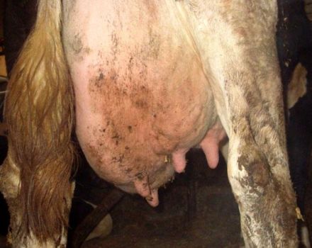 Katarāla mastīta cēloņi un simptomi govīm, ārstēšana un profilakse