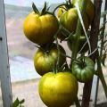 Yeşil domates kivi çeşidinin tanımı ve özellikleri