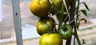 Περιγραφή της ποικιλίας της πράσινης ντομάτας Ακτινίδια και τα χαρακτηριστικά της