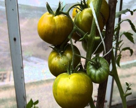 Beschrijving van de variëteit aan groene tomatenkiwi en zijn kenmerken