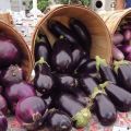 The most popular and productive varieties of eggplant for growing in the open field and the rules for choosing seeds
