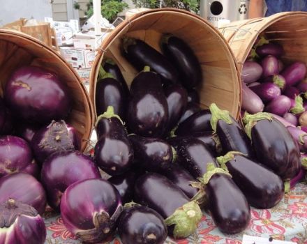 De mest populære og produktive auberginesorter til dyrkning i det åbne felt og reglerne for valg af frø