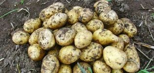 Descripció de la varietat de patates Karatop, les seves característiques i cultiu