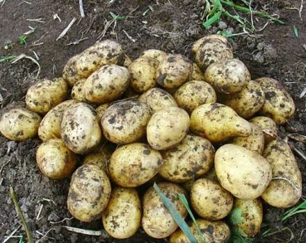 Περιγραφή της ποικιλίας πατάτας Karatop, τα χαρακτηριστικά και η καλλιέργειά της