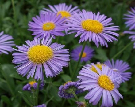 What are the types and varieties of asters, a description of the best varieties