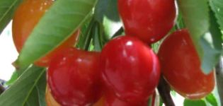Descripción y características de las variedades de cereza Ternura, plantación y características de cuidado.
