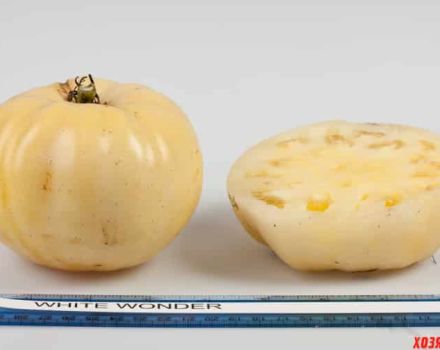 Opis odrody paradajok Biely cukor, jej vlastnosti a výnos