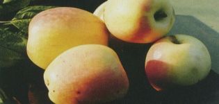 Popis odrůdy jablek Rizhsky Golubok, výnosové charakteristiky a pěstitelské oblasti
