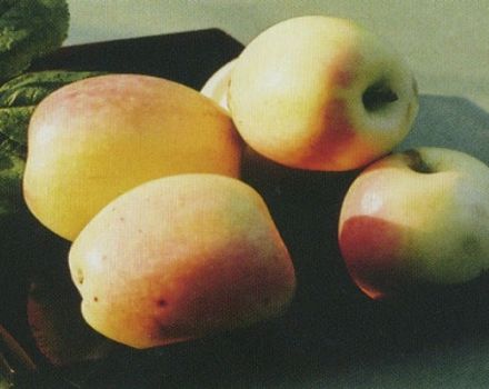 Descripció de la varietat de poma Rizhsky Golubok, característiques de rendiment i regions de cultiu