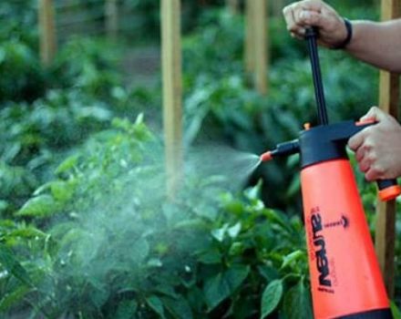 How to properly spray and process tomatoes with boric acid