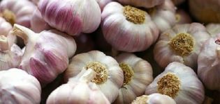 Descrizione della varietà di aglio Bashkir 85, caratteristiche di coltivazione e cura