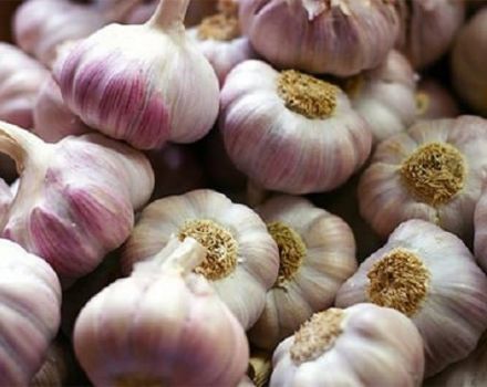 Description of the Bashkir 85 garlic variety, features of cultivation and care