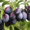 Why a plum may not bear fruit and what to do, how to make it bloom