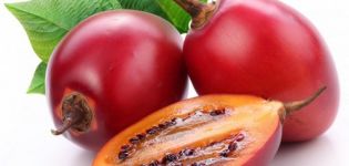 Tamarillo tomatträd, hur man äter och odlar det