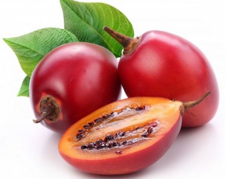 Tamarillo tomat træ, hvordan man spiser og dyrker det
