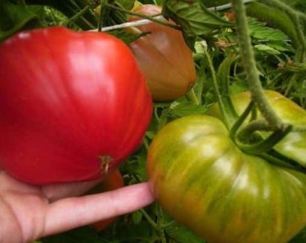 Beskrivning av tomatsorten Bear i norr, funktioner för odling och skötsel
