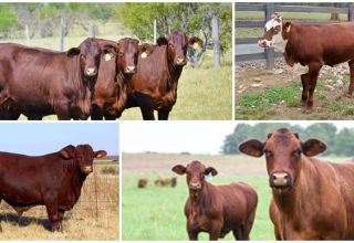 Description and characteristics of santa gertrude, keeping cows of this breed
