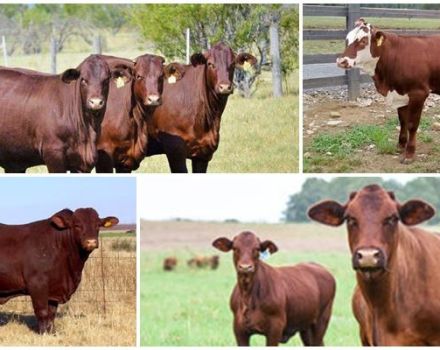 Description and characteristics of santa gertrude, keeping cows of this breed