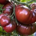 Opis odmiany pomidora Bison black i jego właściwości