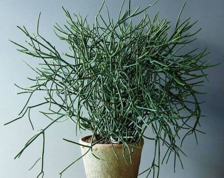 Opis tirucalli milkweed, sadzenie i pielęgnacja w domu, rozmnażanie