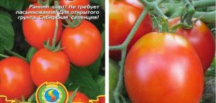 Aquarelle domates çeşidinin tanımı ve özellikleri