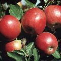 Descrierea, caracteristicile și duritatea de iarnă a mărului Krasnoe, cultivarea timpurie