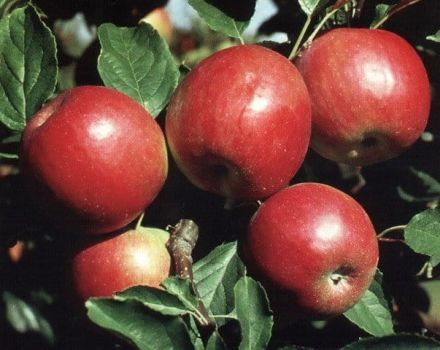 Descripción, características y resistencia al invierno del manzano temprano de Krasnoe, cultivo.
