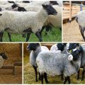 Descrizione e caratteristiche delle pecore della razza Romanov, allevamento e alimentazione