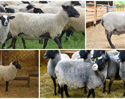 Descripció i característiques de les ovelles de la raça, cria i alimentació de Romanov