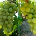 Description and characteristics of the grape variety Anthony the Great, history and rules of cultivation
