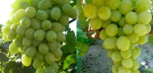 Vynuogių veislės Anthony the Great aprašymas ir ypatybės, auginimo istorija ir auginimo taisyklės