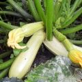 Beskrivelse af Kavili zucchini-sorten, kultiveringsegenskaber og udbytte