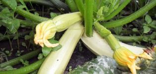 Description of the Kavili zucchini variety, cultivation features and yield