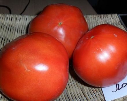 Description de la variété de tomates Lord, caractéristiques de culture et d'entretien
