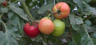 Kuzeyin baharında domates çeşidinin tanımı, yetiştiriciliği ve verimi