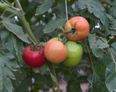 Beschrijving van de tomatenvariëteit Lente van het Noorden, de teelt en opbrengst