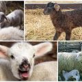 What is the best name for a lamb, TOP 50 nicknames for girls and boys