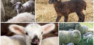 What is the best name for a lamb, TOP 50 nicknames for girls and boys