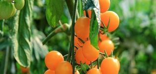 Descripción de la variedad de tomate Yellow cap, sus características y rendimiento.